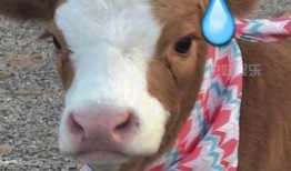 娱乐吃瓜酱飞鸟,揭秘娱乐圈那些不为人知的幕后故事